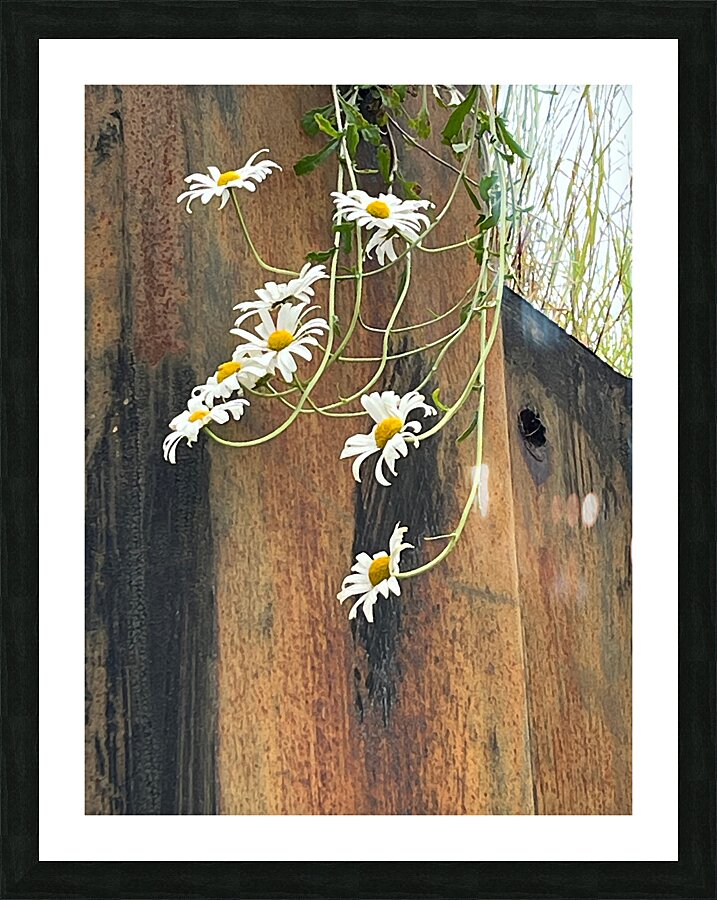  Impressionistic Summer Trailing Daises Picture Frame print
