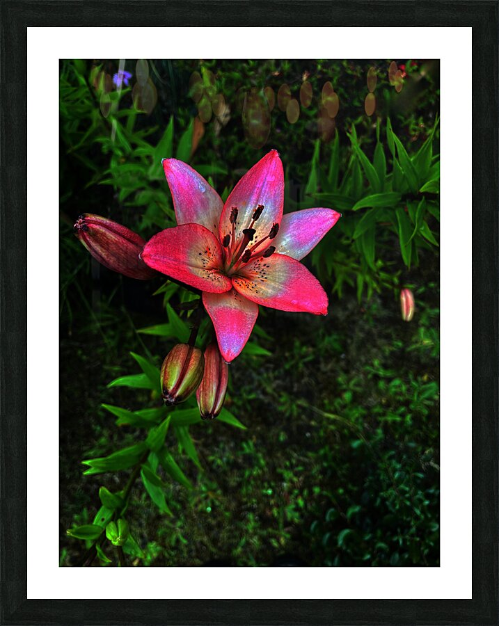 Vibrant Lilies  Picture Frame print