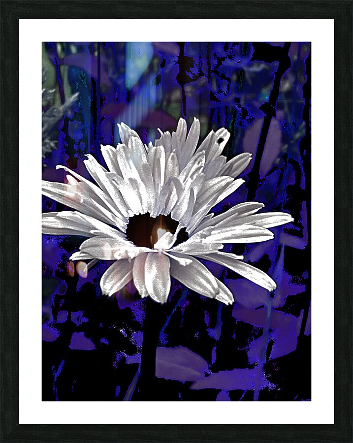 Abstract Daisy Flower on a Dark Background Picture Frame print