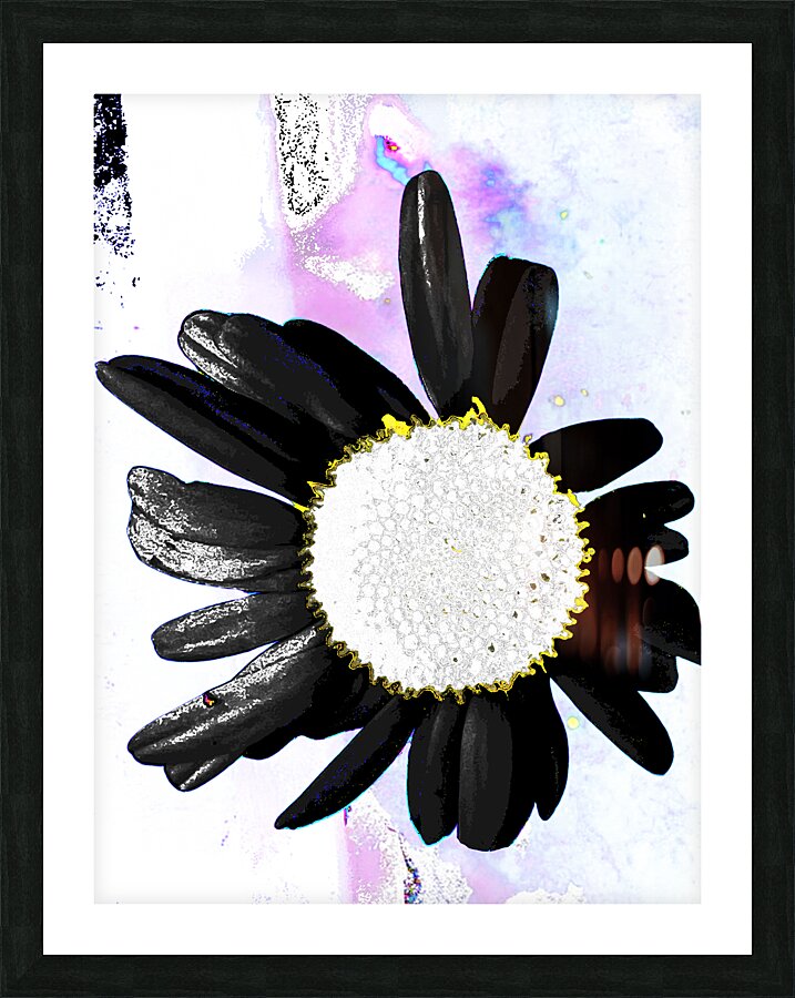 Abstract Daisy with Black Petals  Picture Frame print