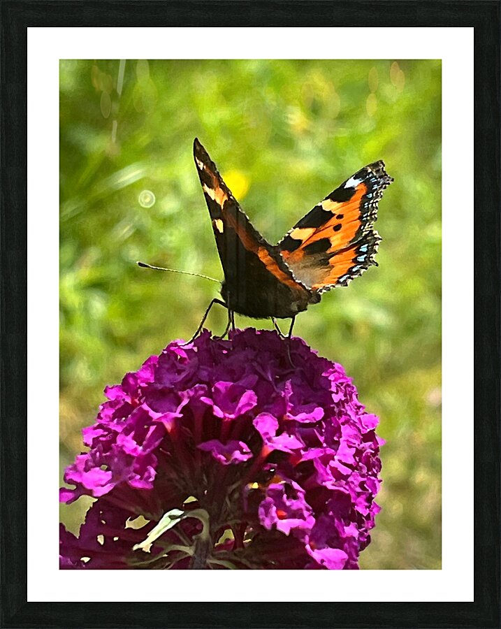Summer Butterfly on a Butterfly Bush Picture Frame print