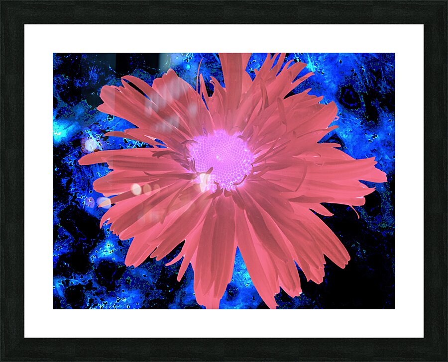 Abstract Red Daisy Picture Frame print