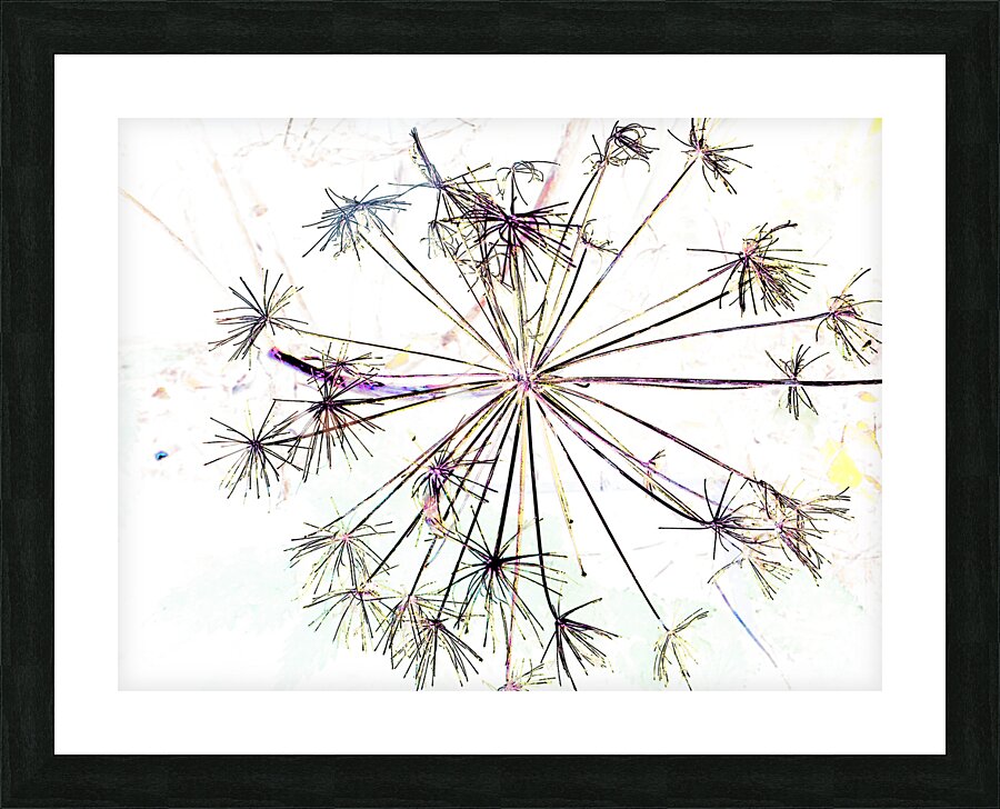 Angelica in the Morning  Picture Frame print