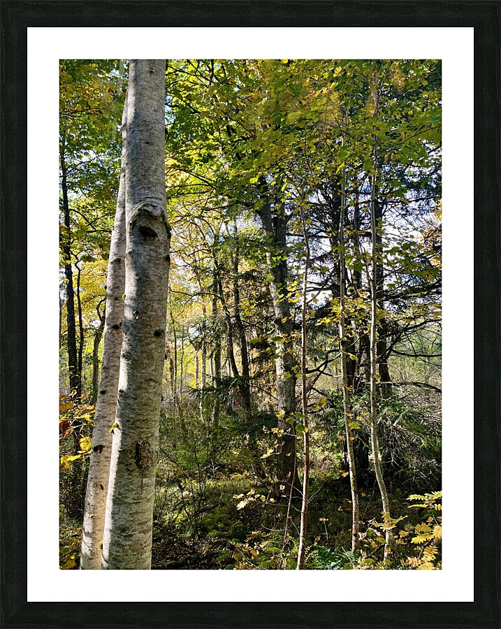 Autumns Sunlight in the Scottish Highlands Picture Frame print