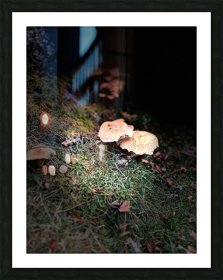 Scenes from the Trail- Forest Mushrooms Picture Frame print