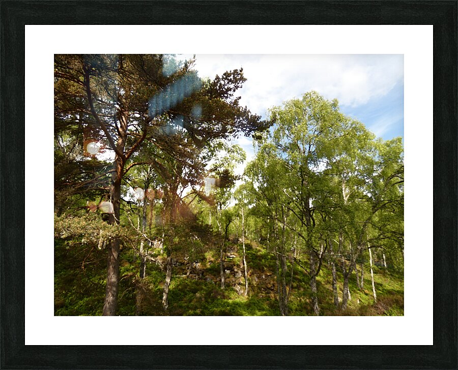 Impressionistic Scottish Highlands Forest   Picture Frame print