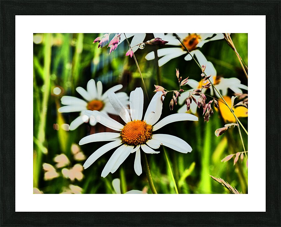  Wild Daises in the Scottish Highlands  Picture Frame print