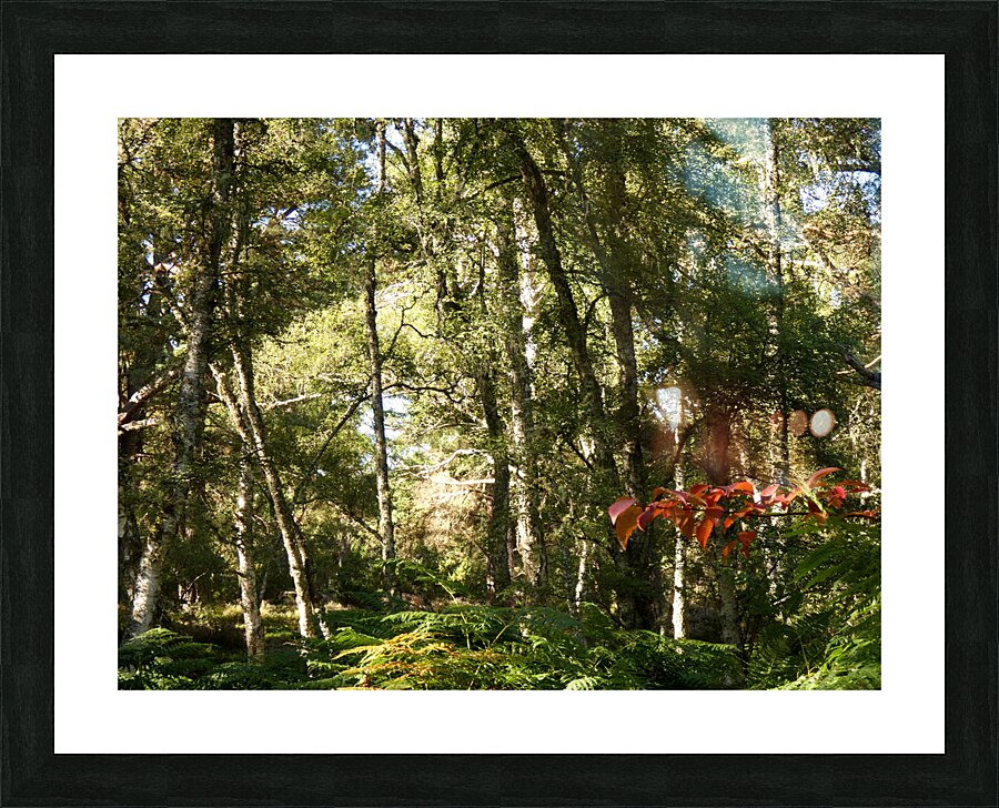 Scottish Highlands Birch Forest in Summer Picture Frame print