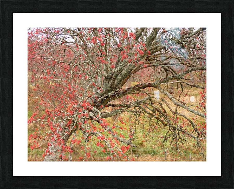 Scottish Highlands Rowan Tree   Picture Frame print