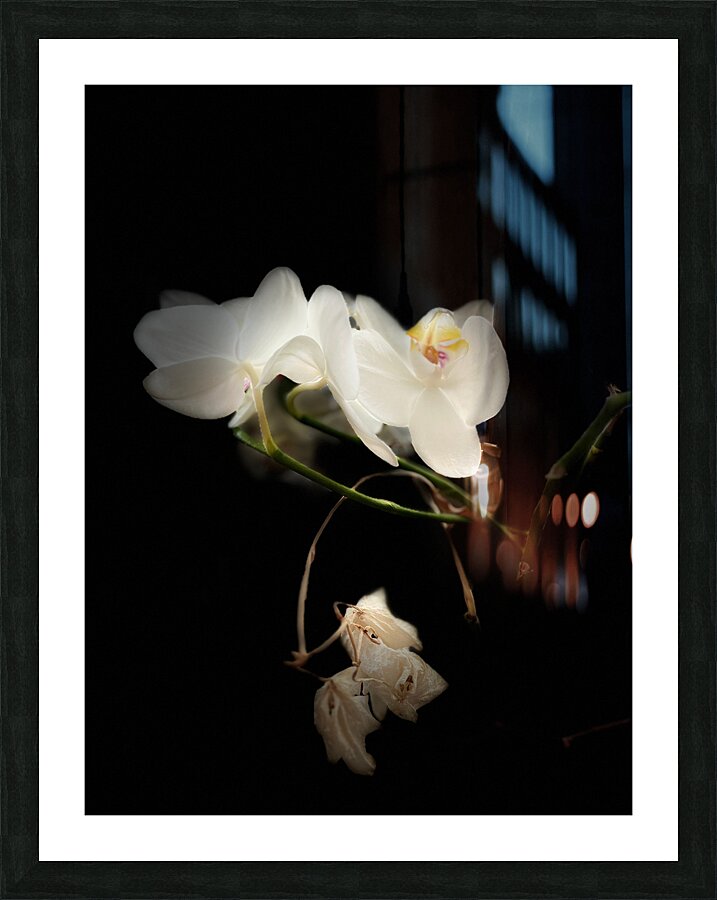 Portraits of Plants  Orchids in the Darkness  Picture Frame print