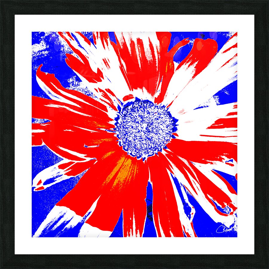 Red White and Blue Daisy on a Navy Abstract Background Picture Frame print