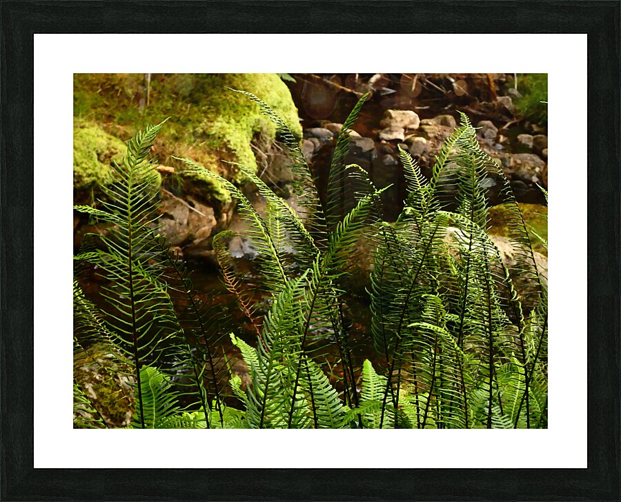 Summer Forest Ferns in the Scottish Highlands  Picture Frame print