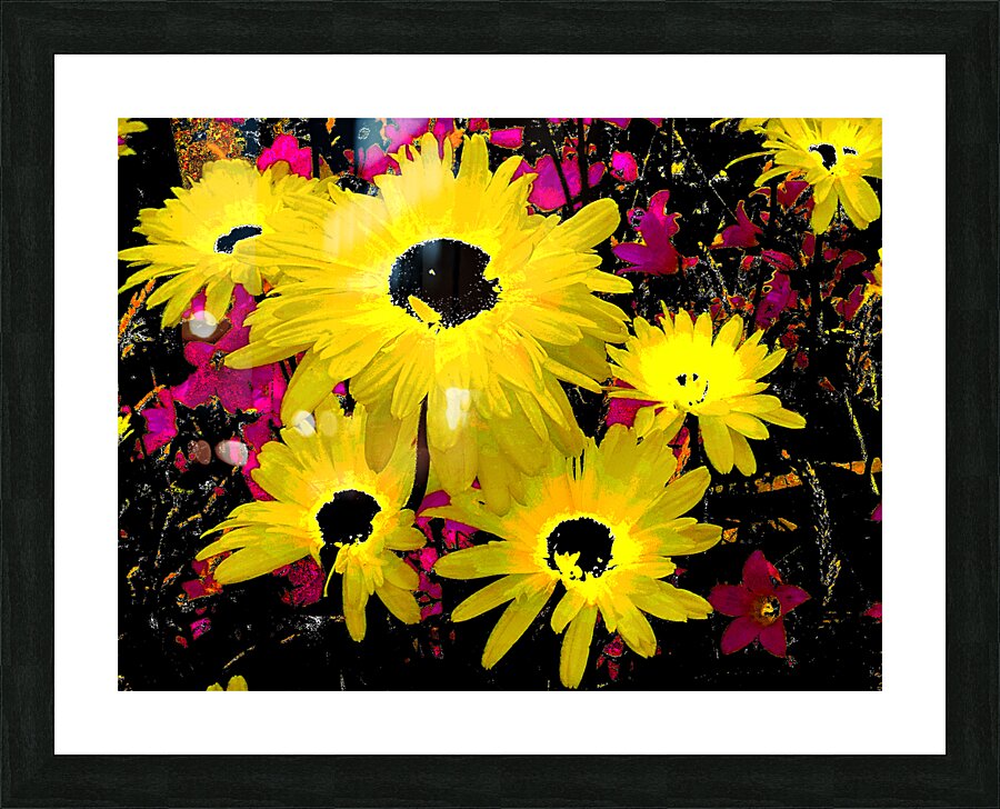 Abstract Contrasting Vibrant Daises  Picture Frame print