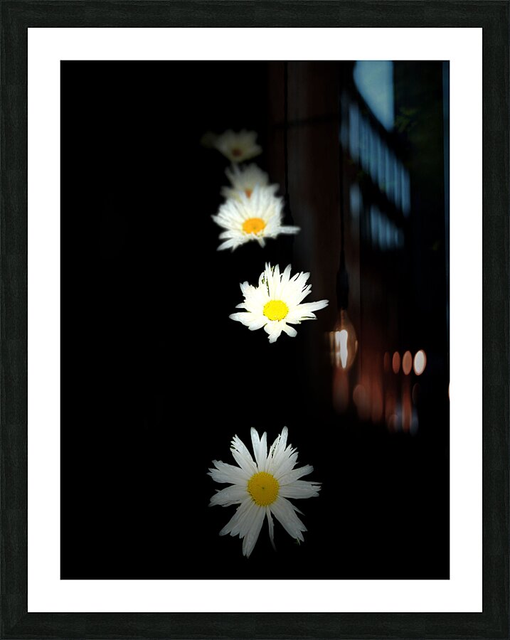Portraits of Plants-Daises Out of Darkness Picture Frame print