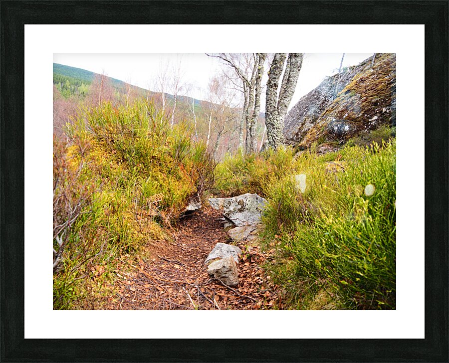 Spring Nature Trail Through The Scottish Highlands                                                                                                                    Picture Frame print