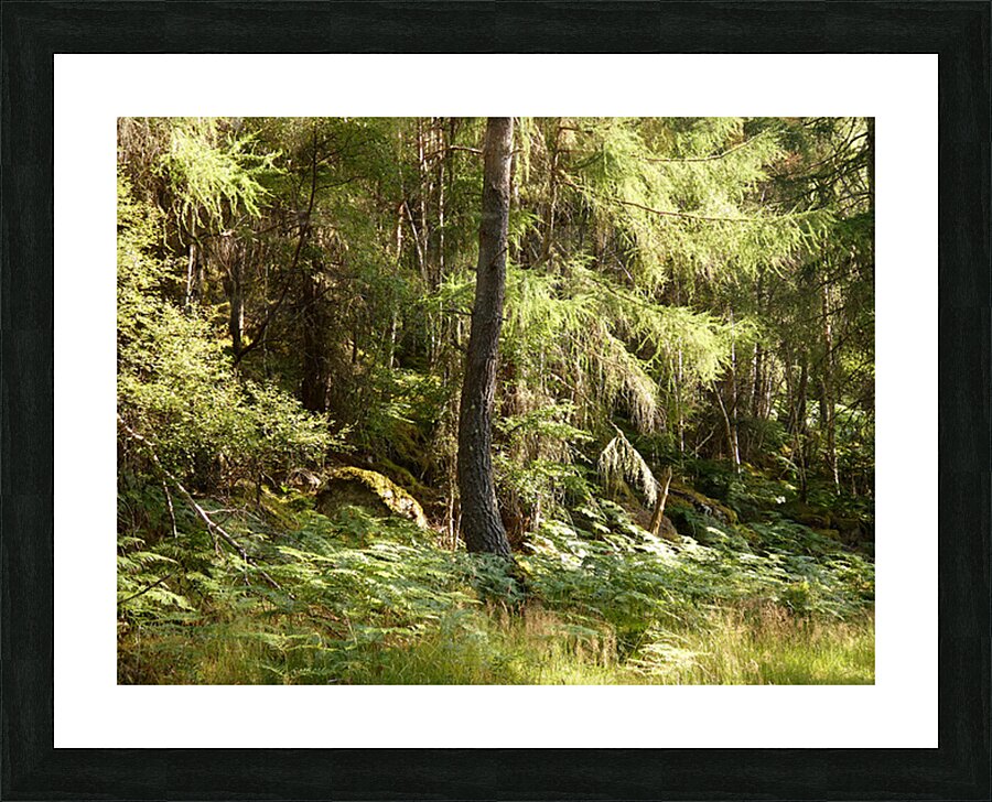 Scottish Highlands Summer Ferns in the Forest Picture Frame print