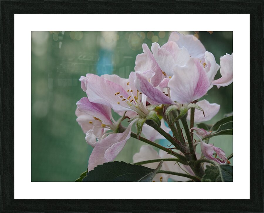  Spring Apple Blossoms                                                                                                                     Picture Frame print