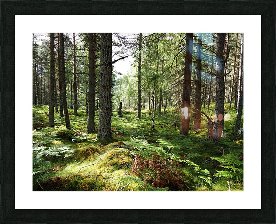 Scottish Highlands Spring Forest Morning                                                                                                                      Picture Frame print