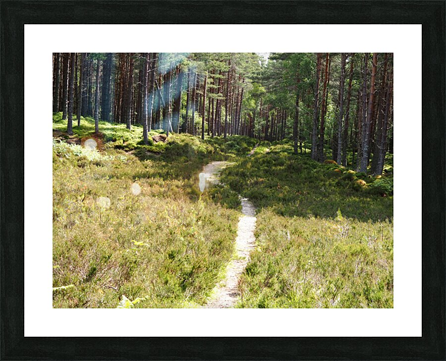 Scottish Heather Trail                                                                                                                       Picture Frame print