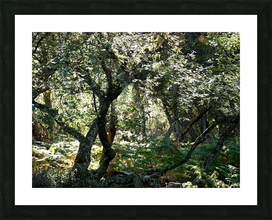 Scottish Highlands Mystical Birch Forest Picture Frame print