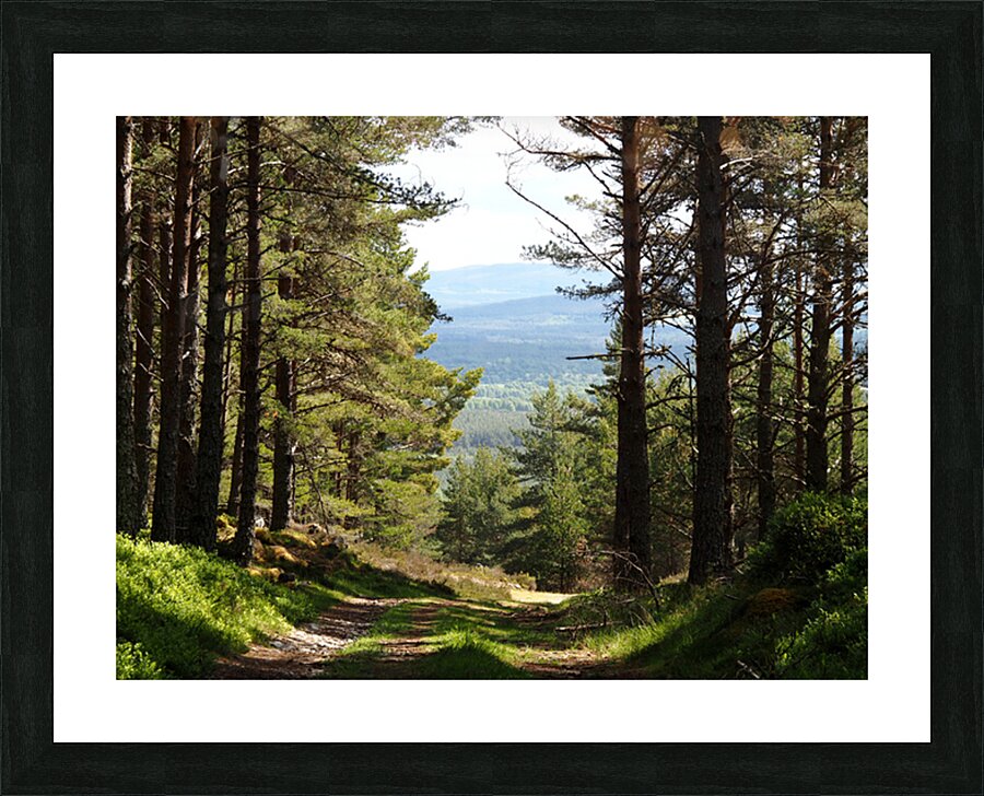 Scottish Highlands Pine Trail                                                                                                                       Picture Frame print