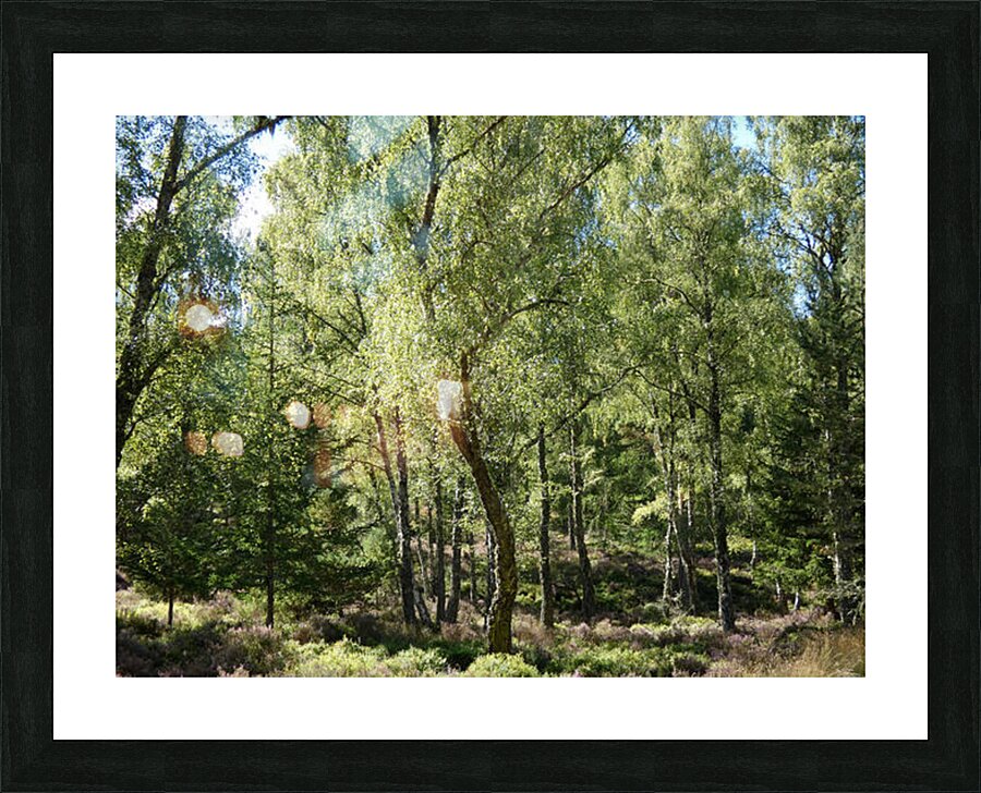 Scottish Highlands Summer Birch Forest  Picture Frame print