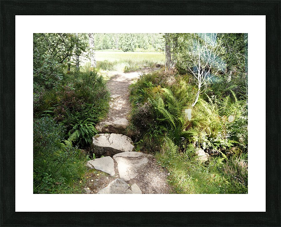 Scottish Highlands Path through the Birch Forest                                                                                                                      Picture Frame print