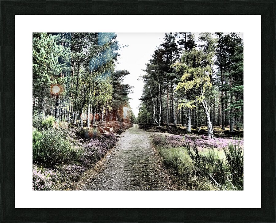 Scottish Highlands Serene  Birch Woodland Trail                                                                                                Picture Frame print