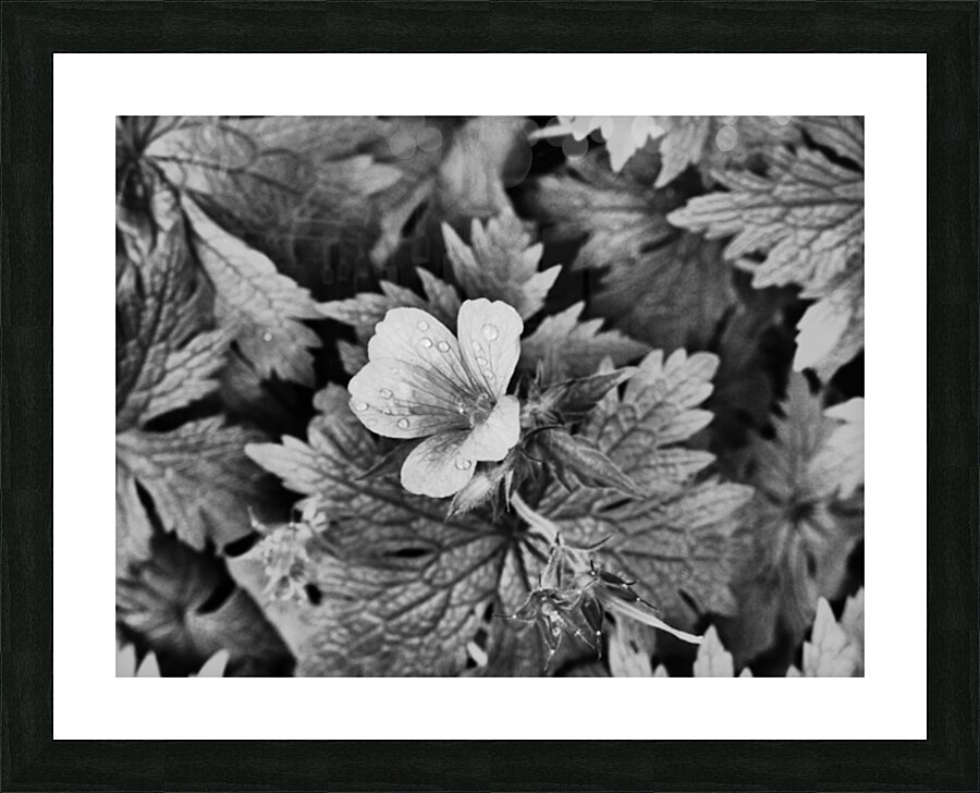 Monochrome Dew Kissed Geranium   Picture Frame print