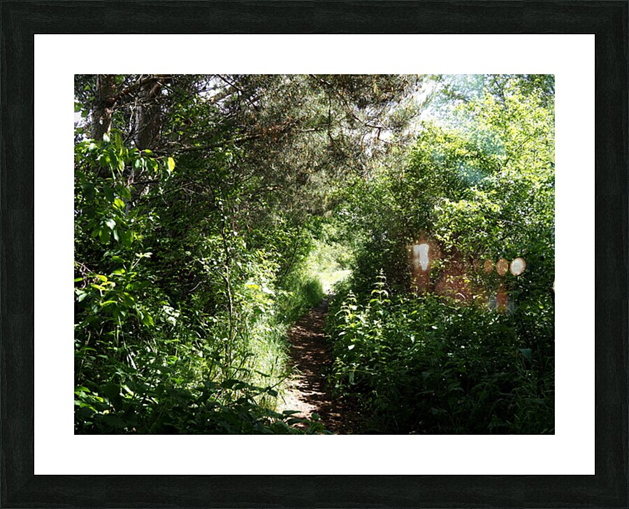 Scottish Highlands Sun Kissed Nature Trail                                                                                                                      Picture Frame print