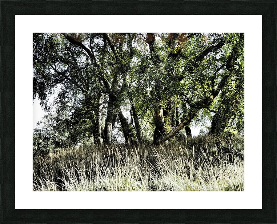 The Summer Birch Trees                                                                                                                       Picture Frame print