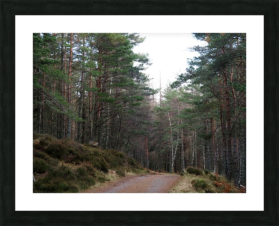 Winters Tranquil Forest Trail                                                                                                                      Picture Frame print