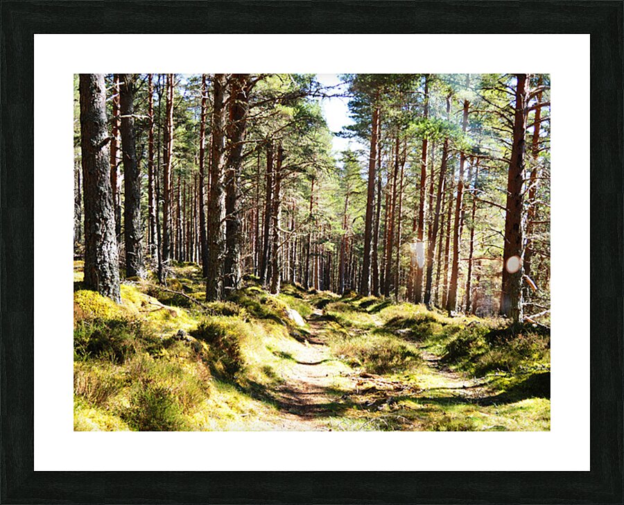  Sunshine in the Forest                                                                                                                   Picture Frame print