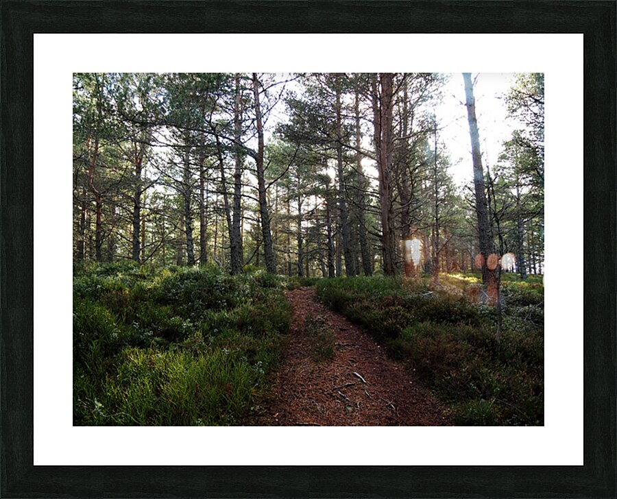  Winter Blay Berry Trail                                                                                                                   Picture Frame print