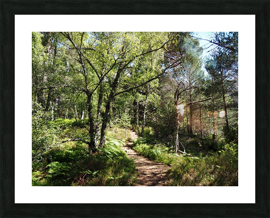 Summers Sunny Trail                                                                                                                  Picture Frame print