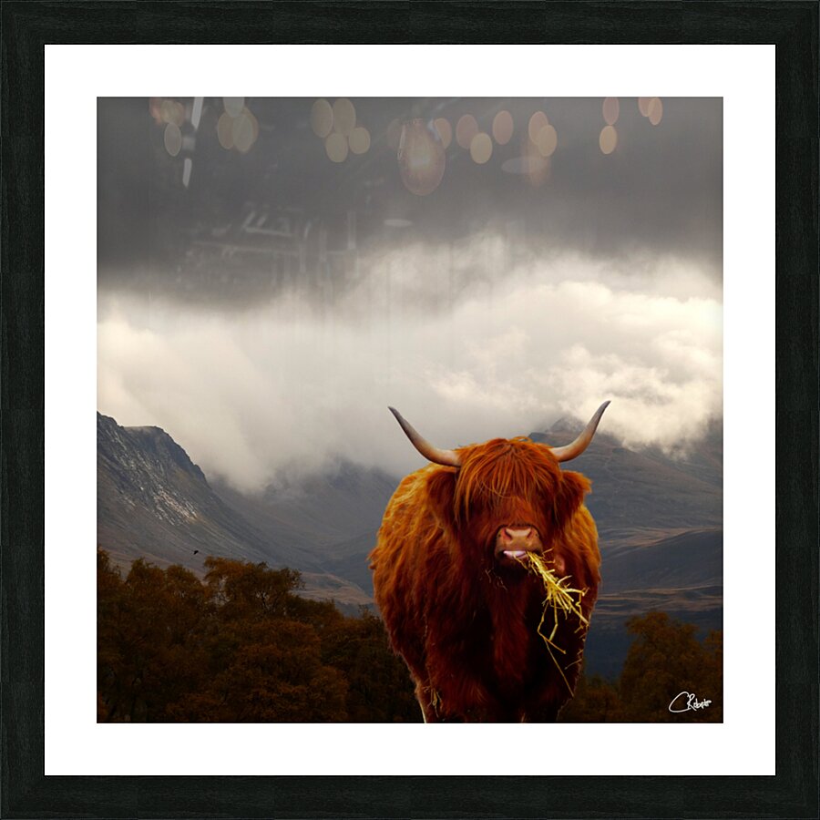  Highland Cow at the Lairig Ghru in the Scottish Highlands Picture Frame print