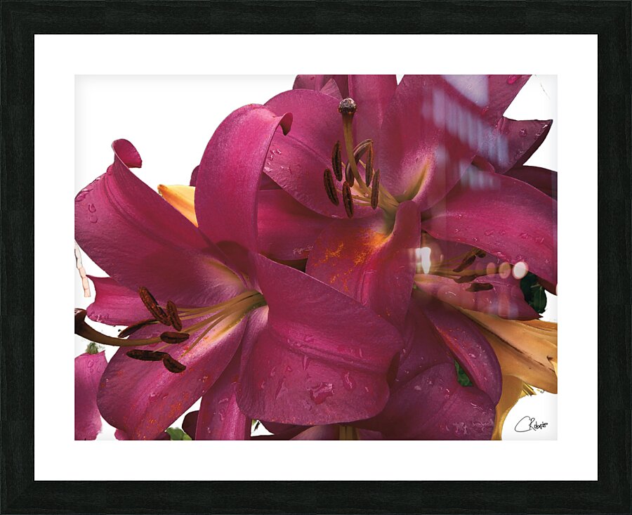 Ruby Lily Flowers Picture Frame print
