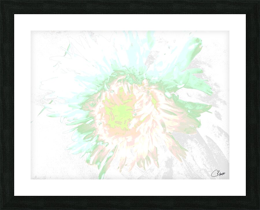 Delicate Heatwave Chrysanthemum Picture Frame print