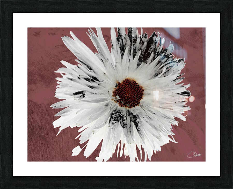  Light Distressed Daisy Flower with Dark Centre on an Abstract Background Picture Frame print