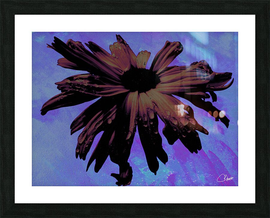 Abstract Dark Pink Daisy Flower on a Bluey Pink Abstract Background Picture Frame print