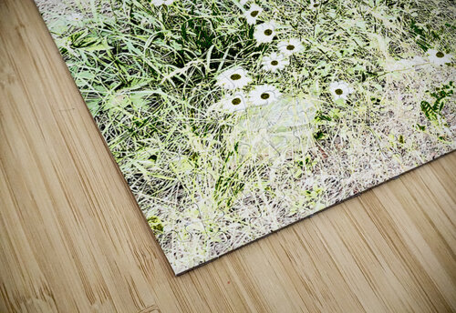 Serene Summer Daises  Catriona Roberts Nature Photography and Designs puzzle