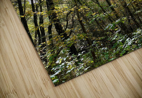 Autumn Sunlight in a Scottish Highlands Forest Catriona Roberts Nature Photography and Designs puzzle