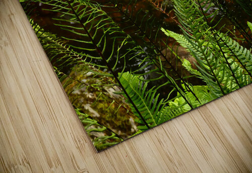 Summer Forest Ferns in the Scottish Highlands  Catriona Roberts Nature Photography and Designs puzzle