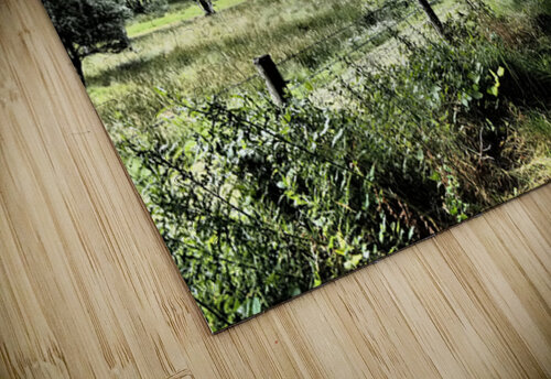 Summer Path in the Scottish Highlands                                                                                                                      Catriona Roberts Nature Photography and Designs puzzle