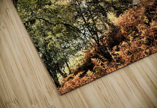 Loch Vaa Autumnal View                                                                                                                      Catriona Roberts Nature Photography and Designs puzzle
