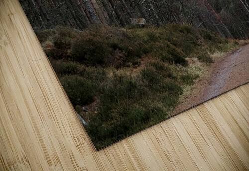 Winters Tranquil Forest Trail                                                                                                                      Catriona Roberts Nature Photography and Designs puzzle