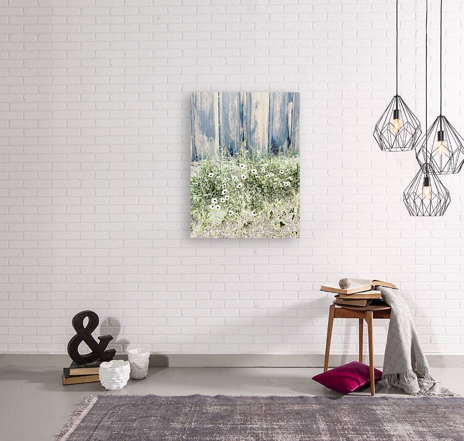 Serene Summer Daises  Reproduction