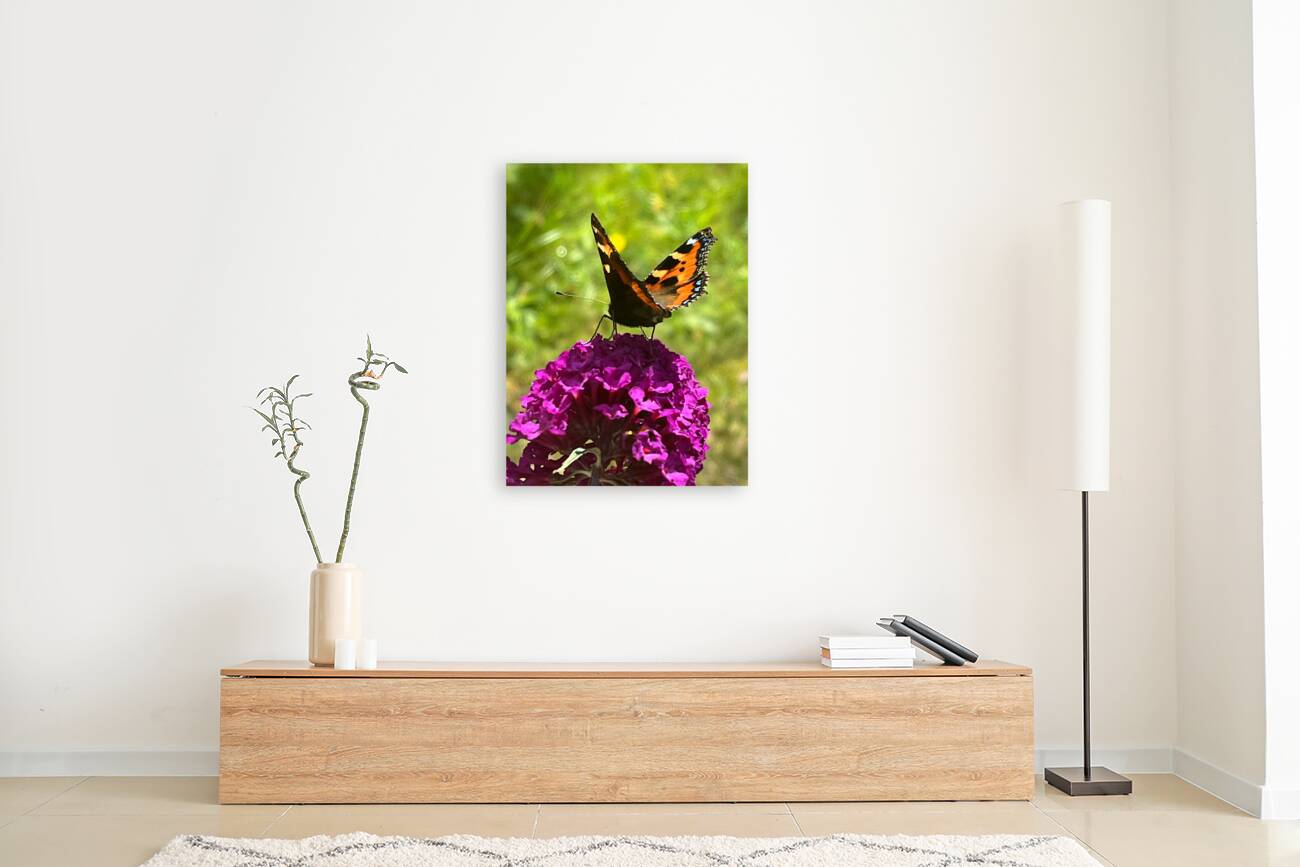 Summer Butterfly on a Butterfly Bush Reproduction