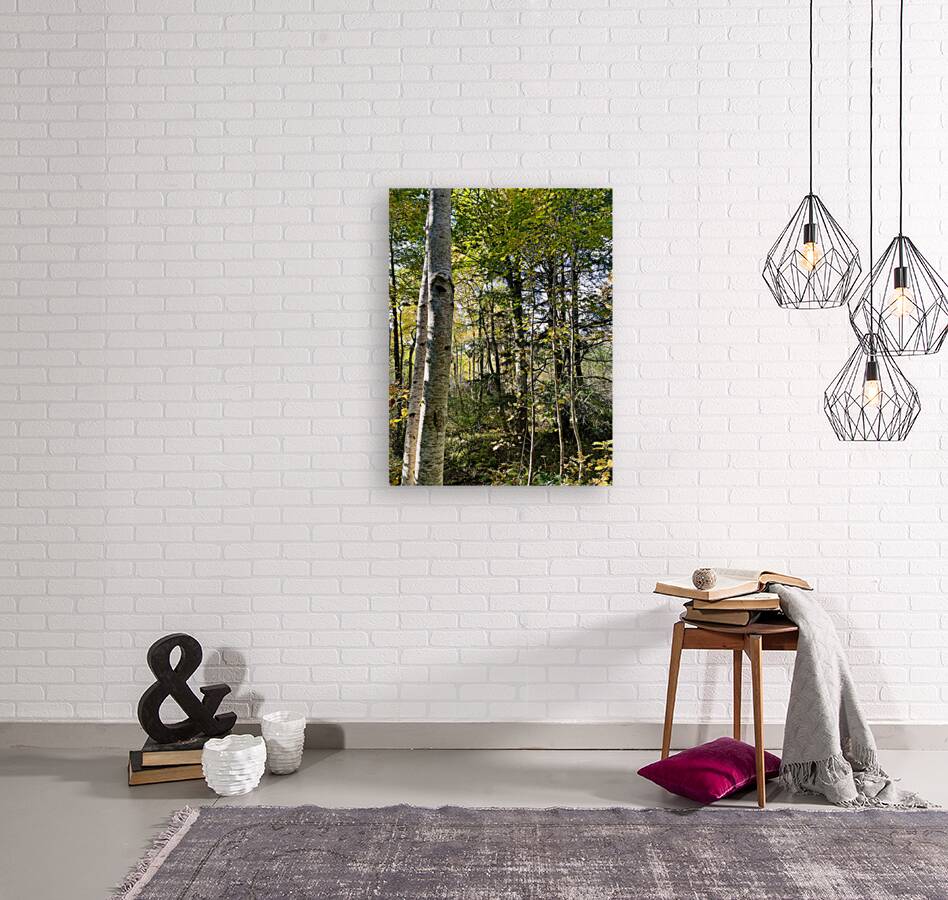 Autumns Sunlight in the Scottish Highlands Reproduction