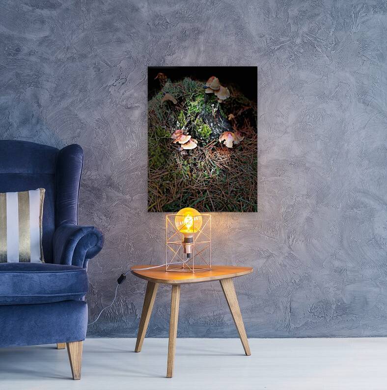 Scenes from the Trail- Forest Mushrooms  Reproduction